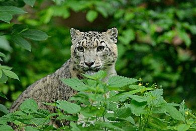 Steam新一周销量榜 《艾尔登法环》登顶   